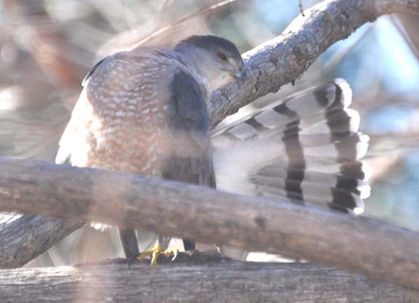 Welcome home Rufous